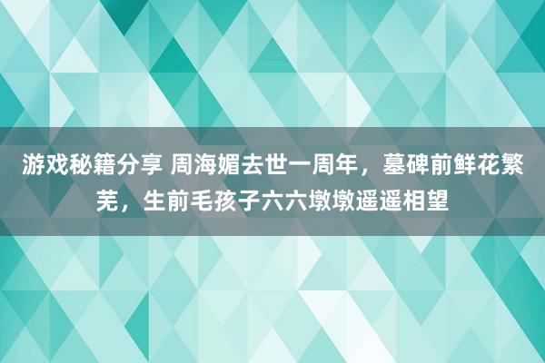 游戏秘籍分享 周海媚去世一周年，墓碑前鲜花繁芜，生前毛孩子六六墩墩遥遥相望